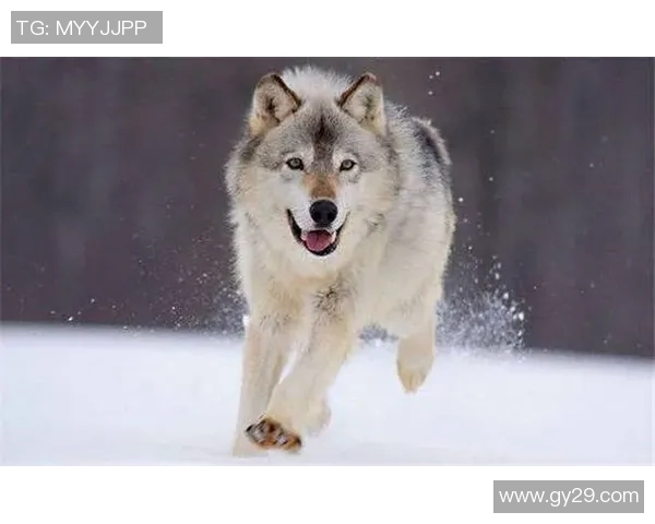 狼王归来重塑传奇再续狼族荣耀与勇气的史诗之旅